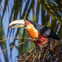 Red-breasted Toucan